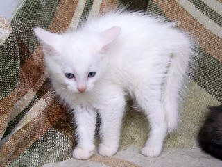 Ernesto